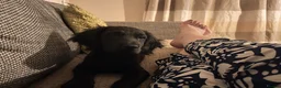 Sprocker dogs for sale: Sprocker in Huntingdon - Advert 4