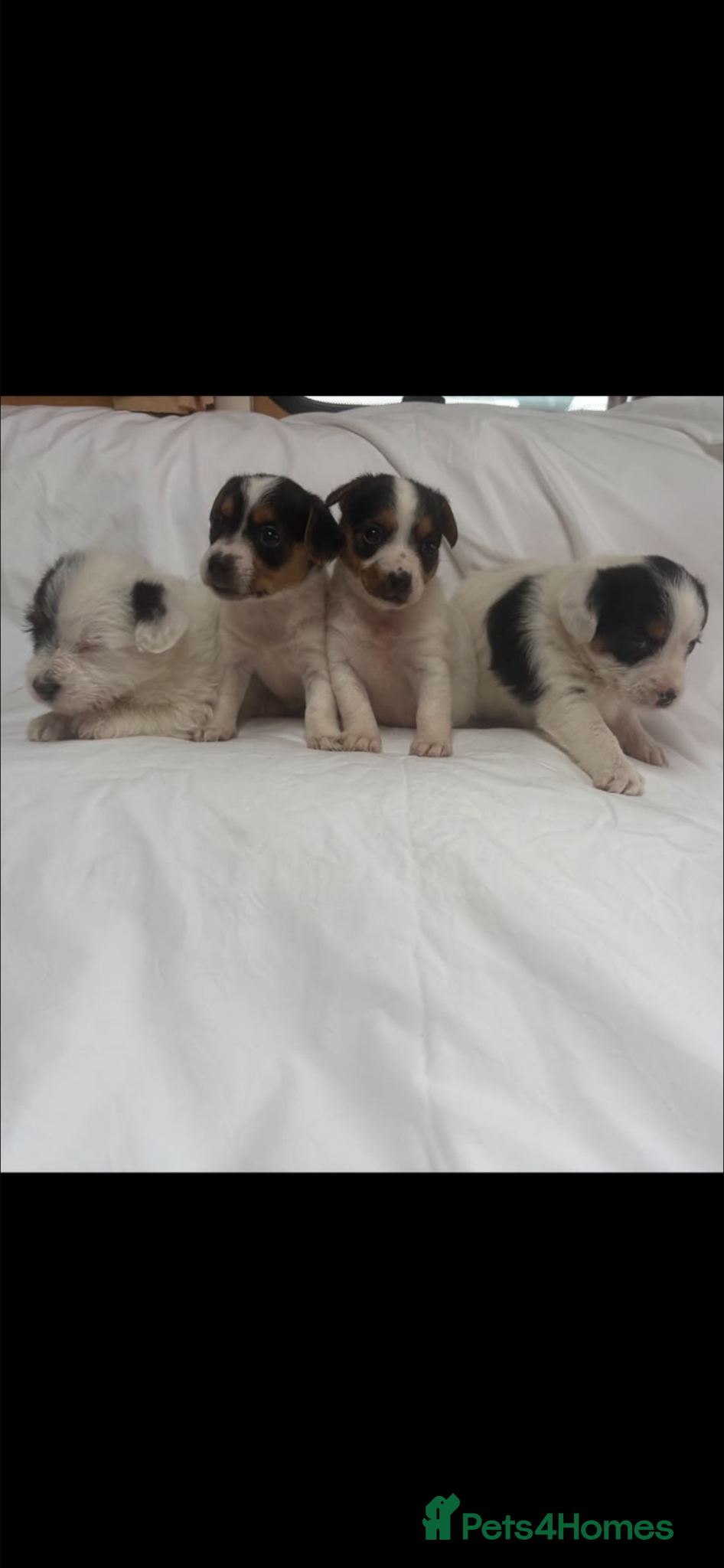 Jack Russell dogs Miniature jack Russle puppies - Advert 1