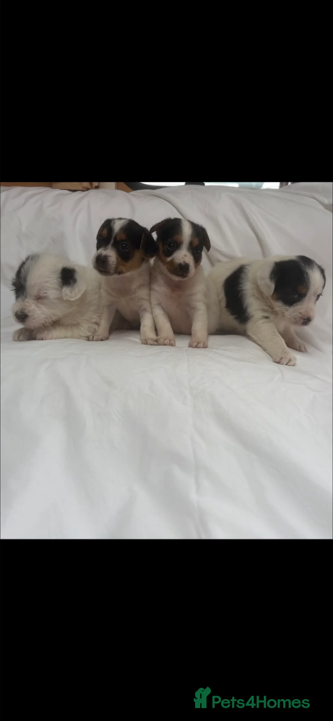 Jack Russell dogs for sale: Miniature jack Russle puppies - Advert 1