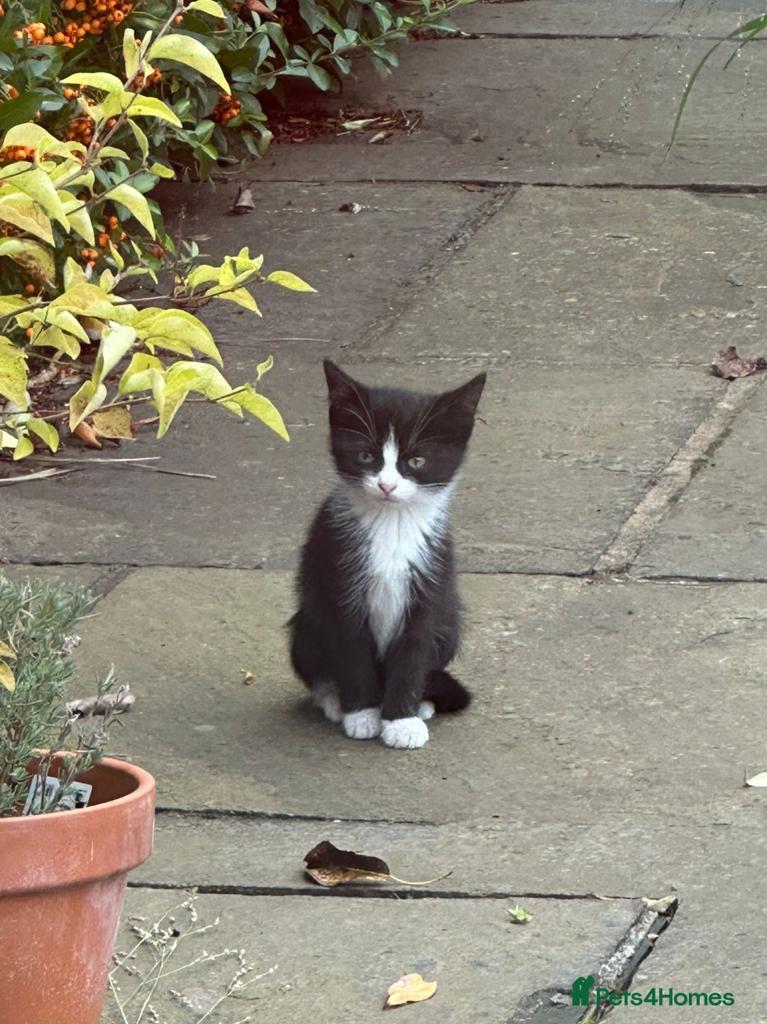 Mixed Breed cats for sale: Farm kittens looking for homes - Image 4