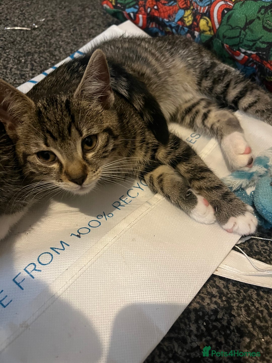 Mixed Breed cats for sale: 3 female kittens  - Advert 4