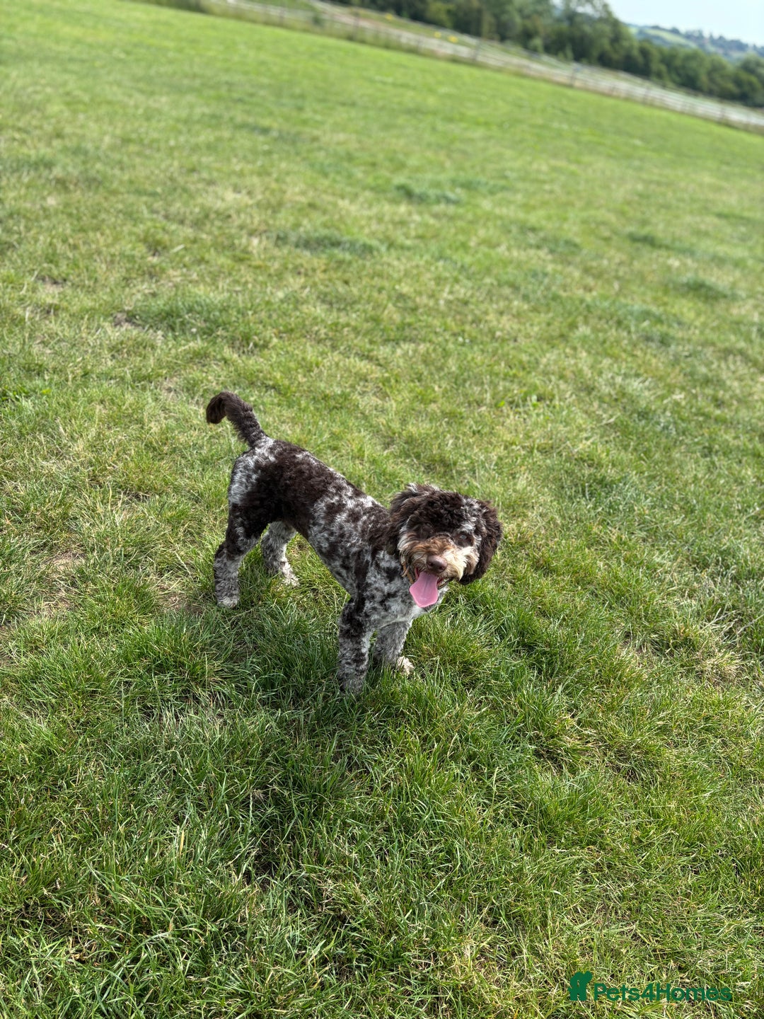 Cockapoo dogs for sale: Merle Male Cockapoo - Image 4