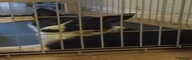 Border Collie 1