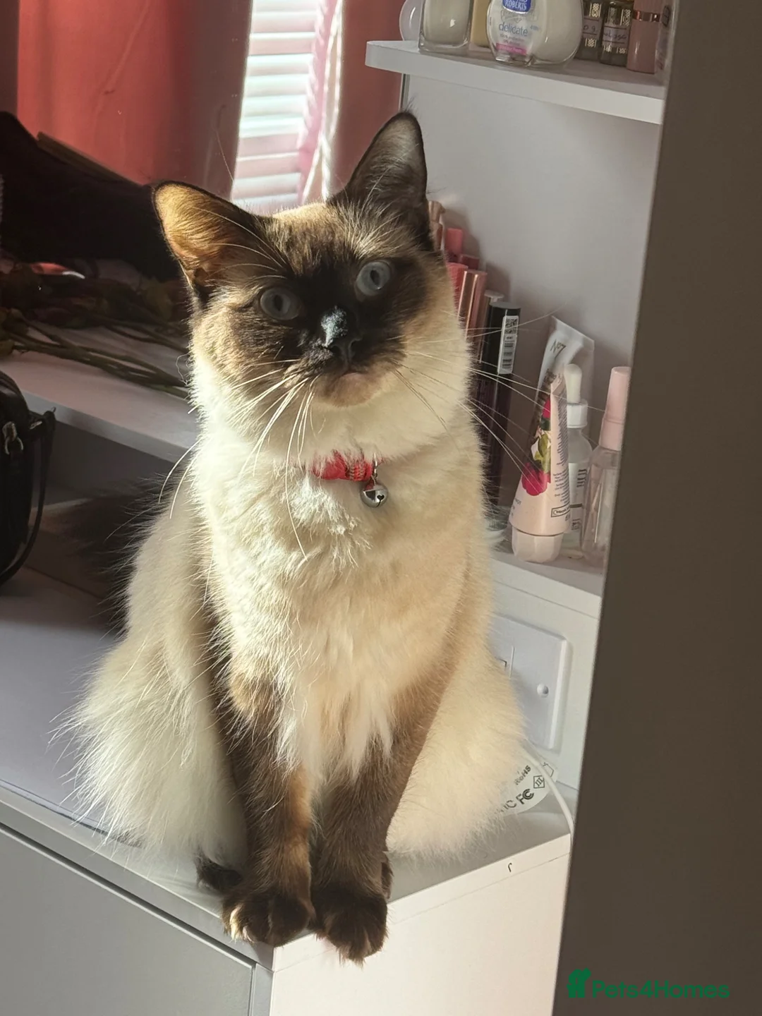 British Shorthair cats for sale: A beautiful kitten from a Ragdoll mother  - Advert 1