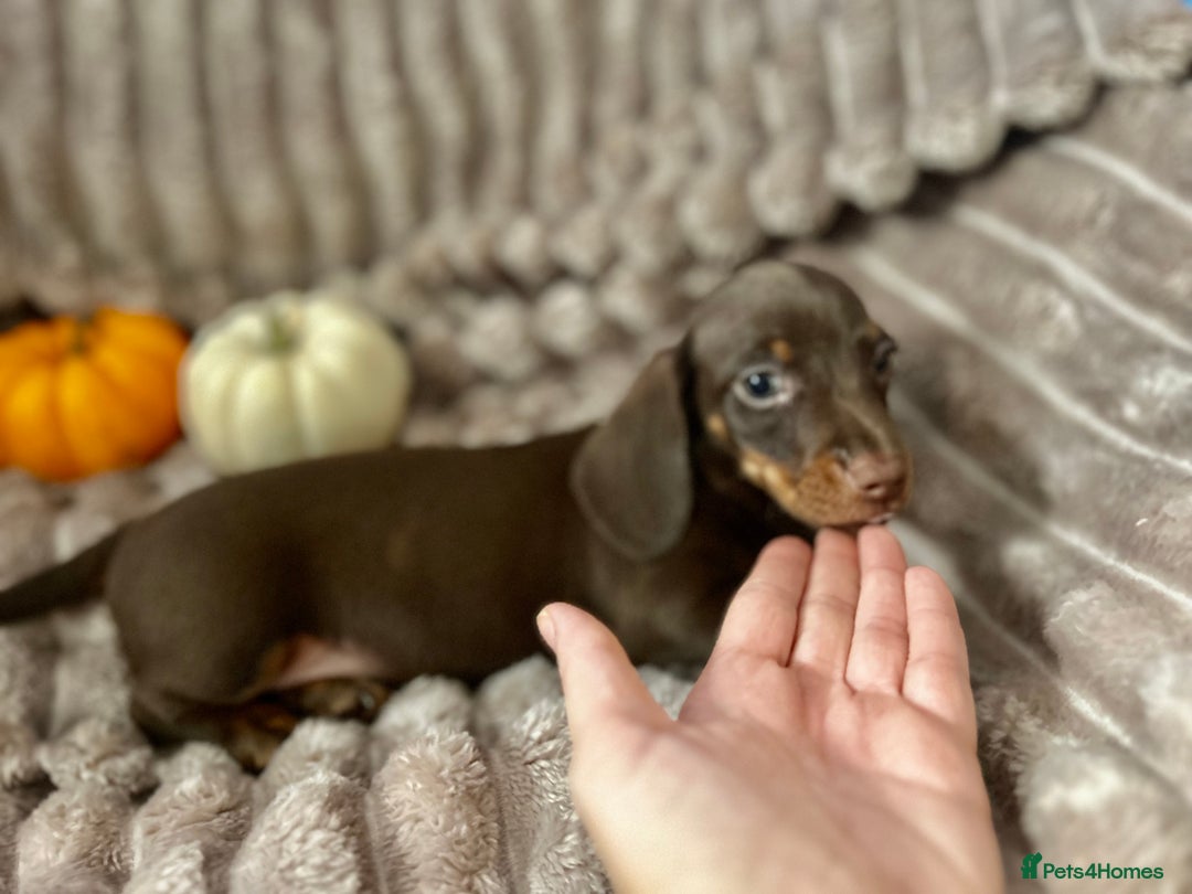 Dachshund dogs for sale: Dachshunds mini puppies   - Image 33
