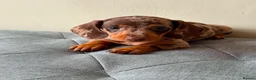 Miniature Dachshund dogs for sale: Miniature dachshund puppies - Advert 21