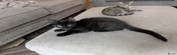 Bengal cats for sale: Bengal x American Mainecoon Kittens - READY TO GO - Advert 13