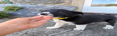 Yellow Collar