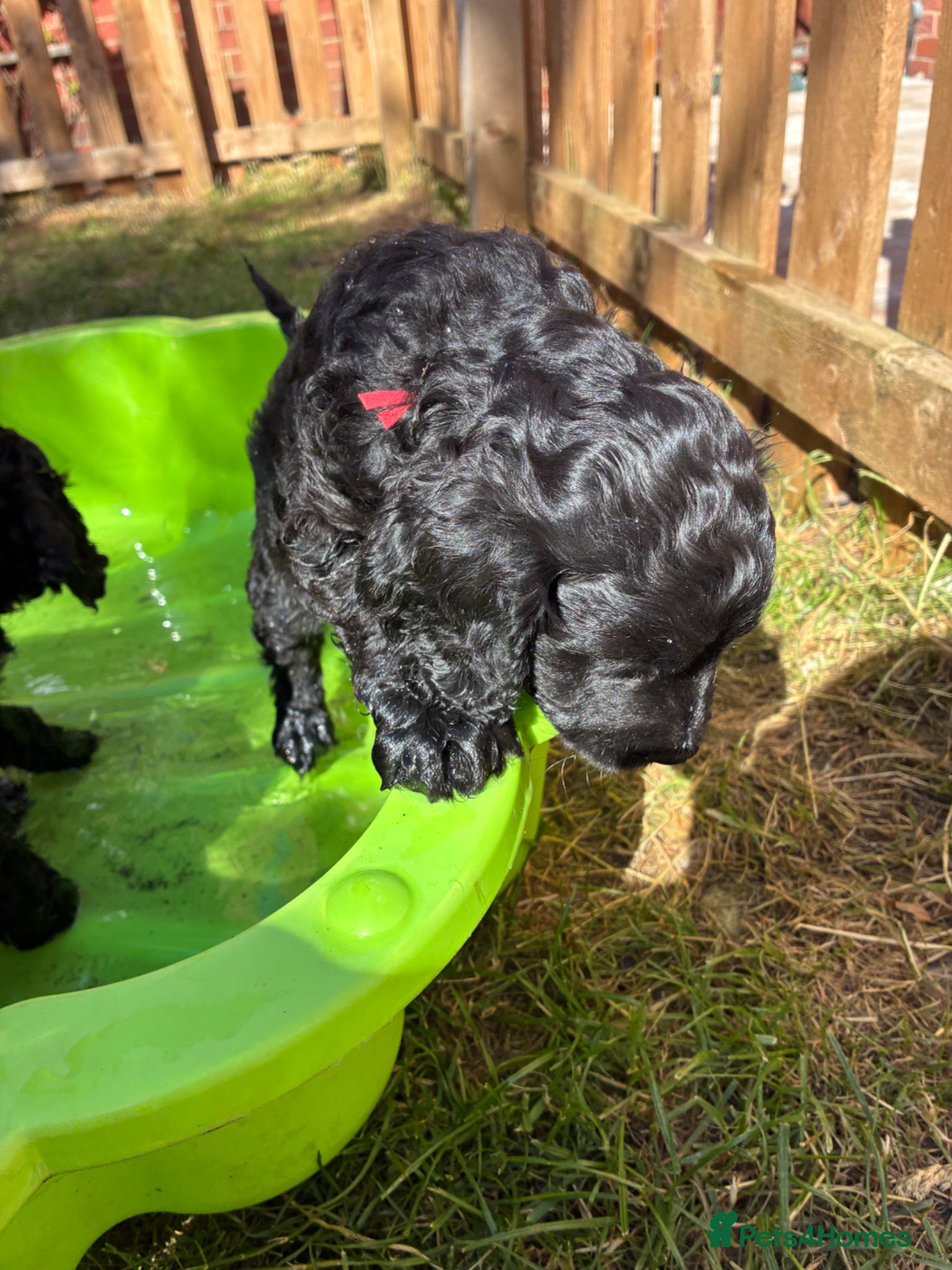 Cockapoo dogs Available now! Cutest cockapoos ever! - Advert 2