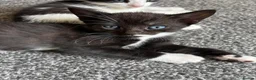 Mixed Breed cats for sale: 4 beautiful kittens, ready today, amazing mix  - Advert 33