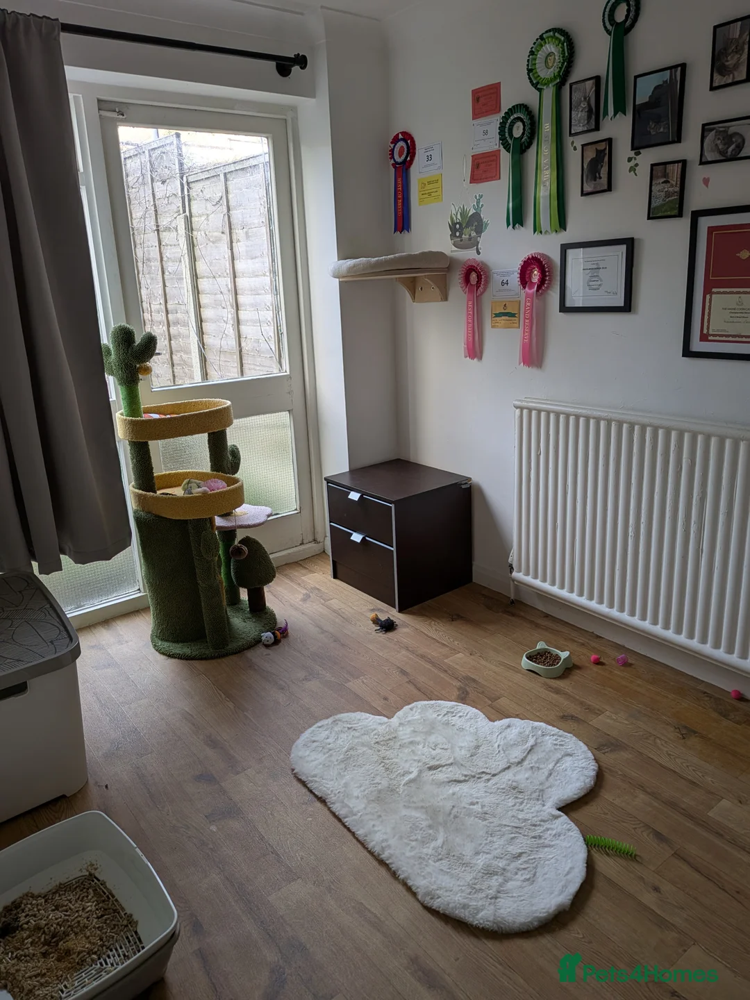 Maine Coon cats for stud: Zeus Maine-coon Stud in London - Advert 7