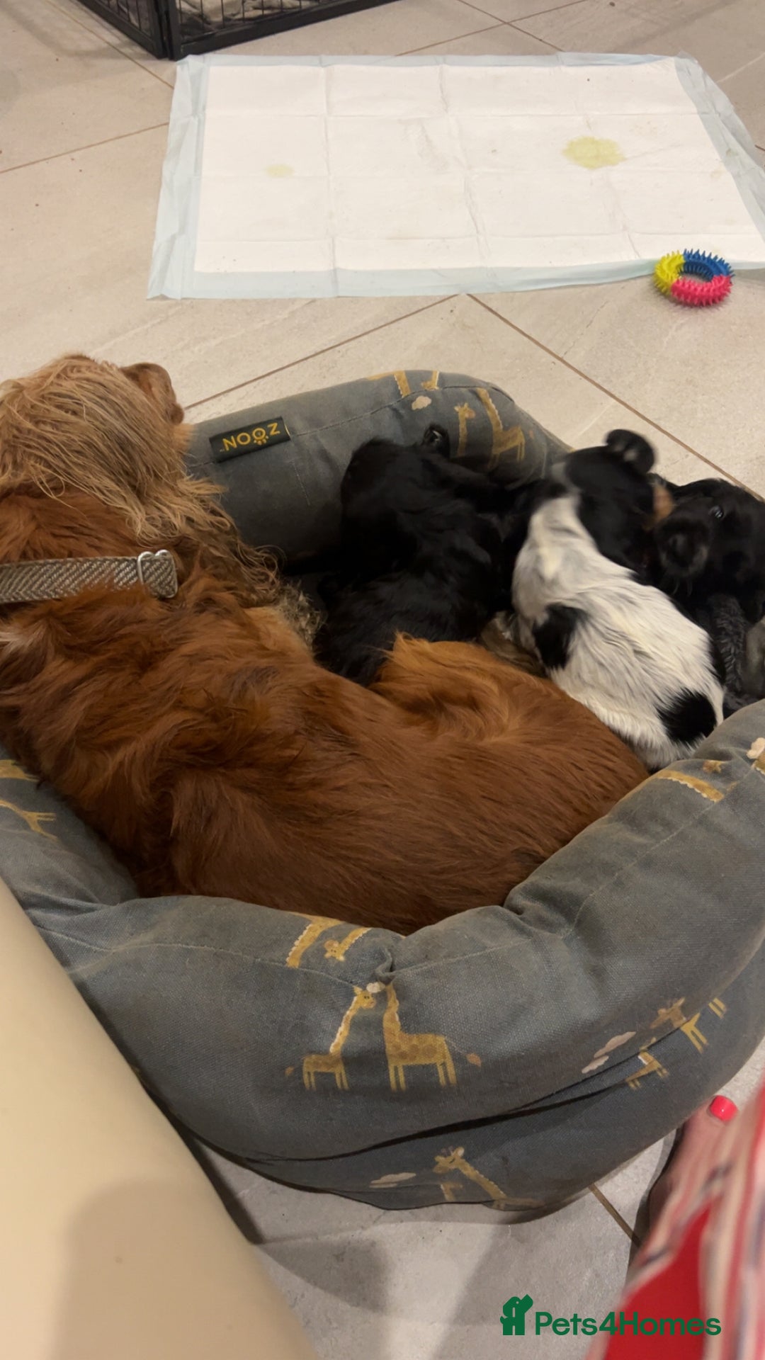 Cocker Spaniel dogs for sale: Show Cocker Spaniel Boys- Ready now - Advert 9