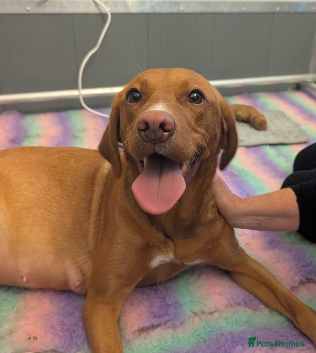 Labrador Retriever dogs for sale: Licensed Breeder Fox Red Labradors  - Image 10