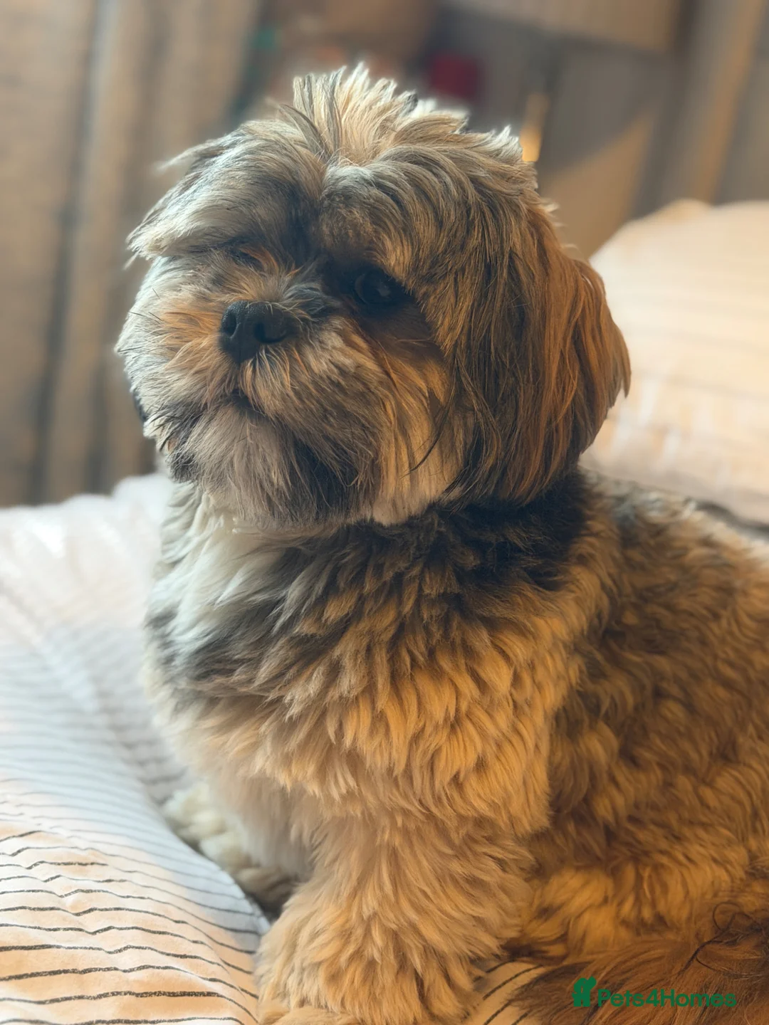 Lhasa Apso dogs for stud: Meet pippin. My beautiful male Lhasa apso in Selby - Advert 3