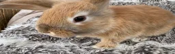 Mini Lop rabbits for sale: Beautiful Mini Lop Baby Rabbits🐇❤️ in Coalville - Advert 26