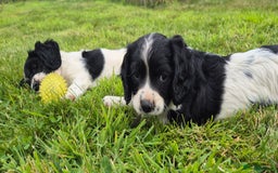 Mixed Breed dogs for sale: Springaliers - Image 2