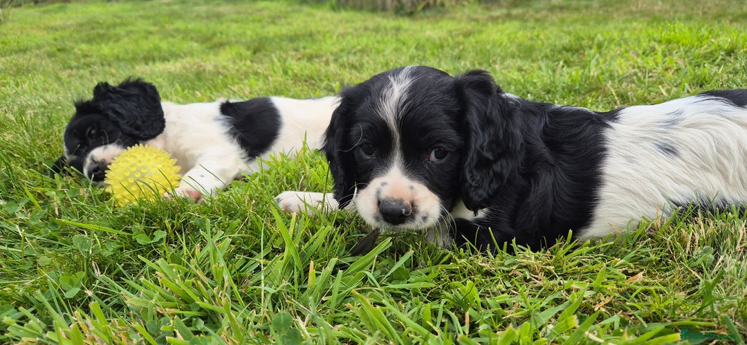 Mixed Breed dogs for sale: Springaliers - Image 2