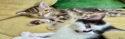 British Shorthair cats for sale: British Shorthair kittens - Advert 14