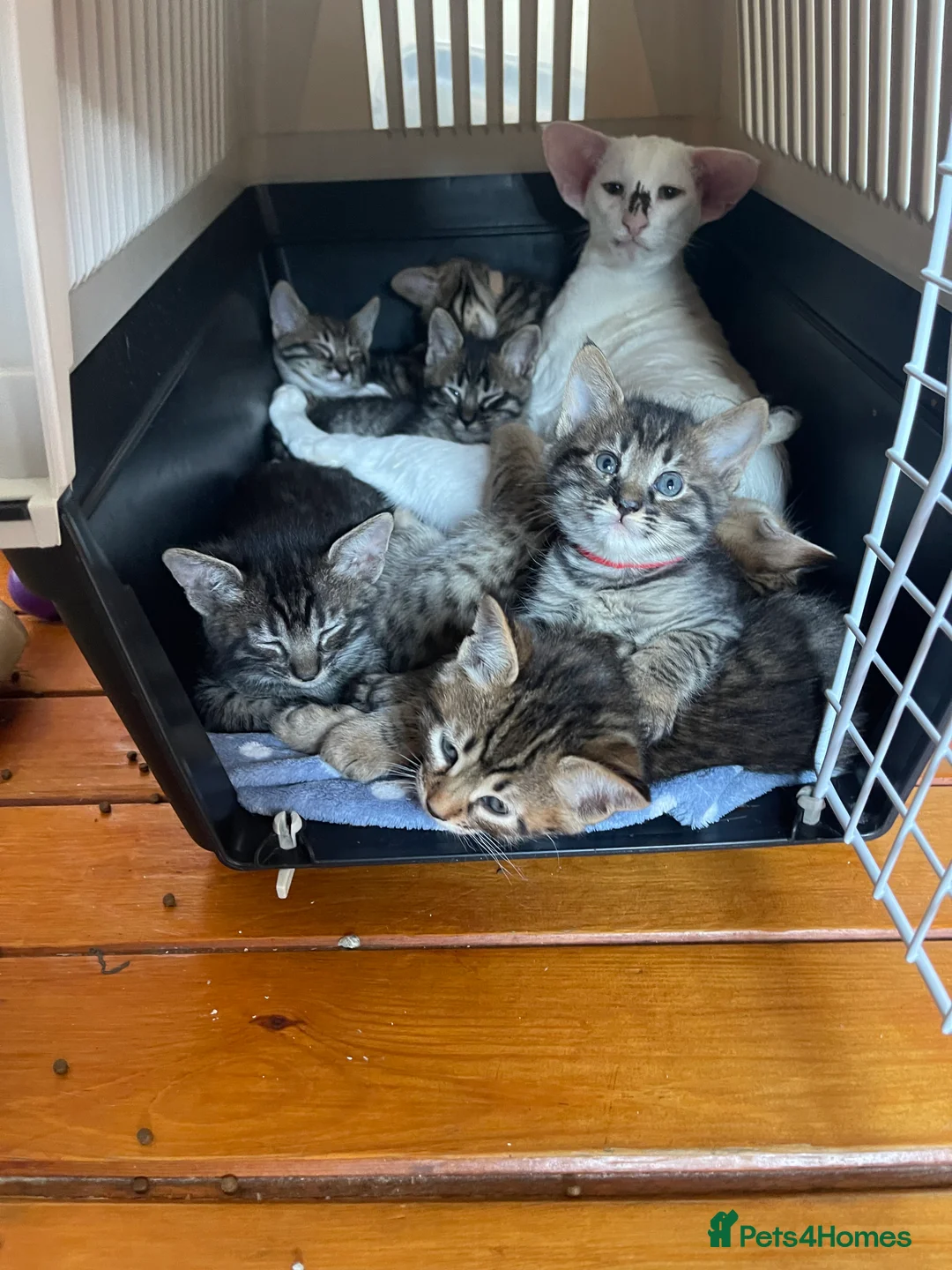 Mixed Breed cats for sale: Savannah X Maine Coon kittens - Advert 5