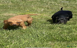 Mixed Breed dogs for sale: fox red Labrador X whippet puppies - Image 12