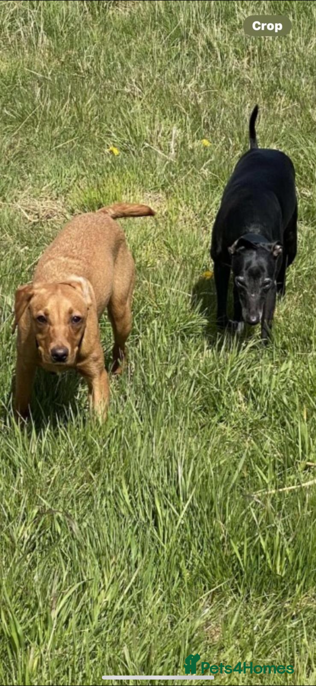 Mixed Breed dogs for sale: fox red Labrador X whippet puppies - Image 12
