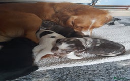 Sprocker dogs for sale: Gorgeous Merle Sprockers.  - Image 11