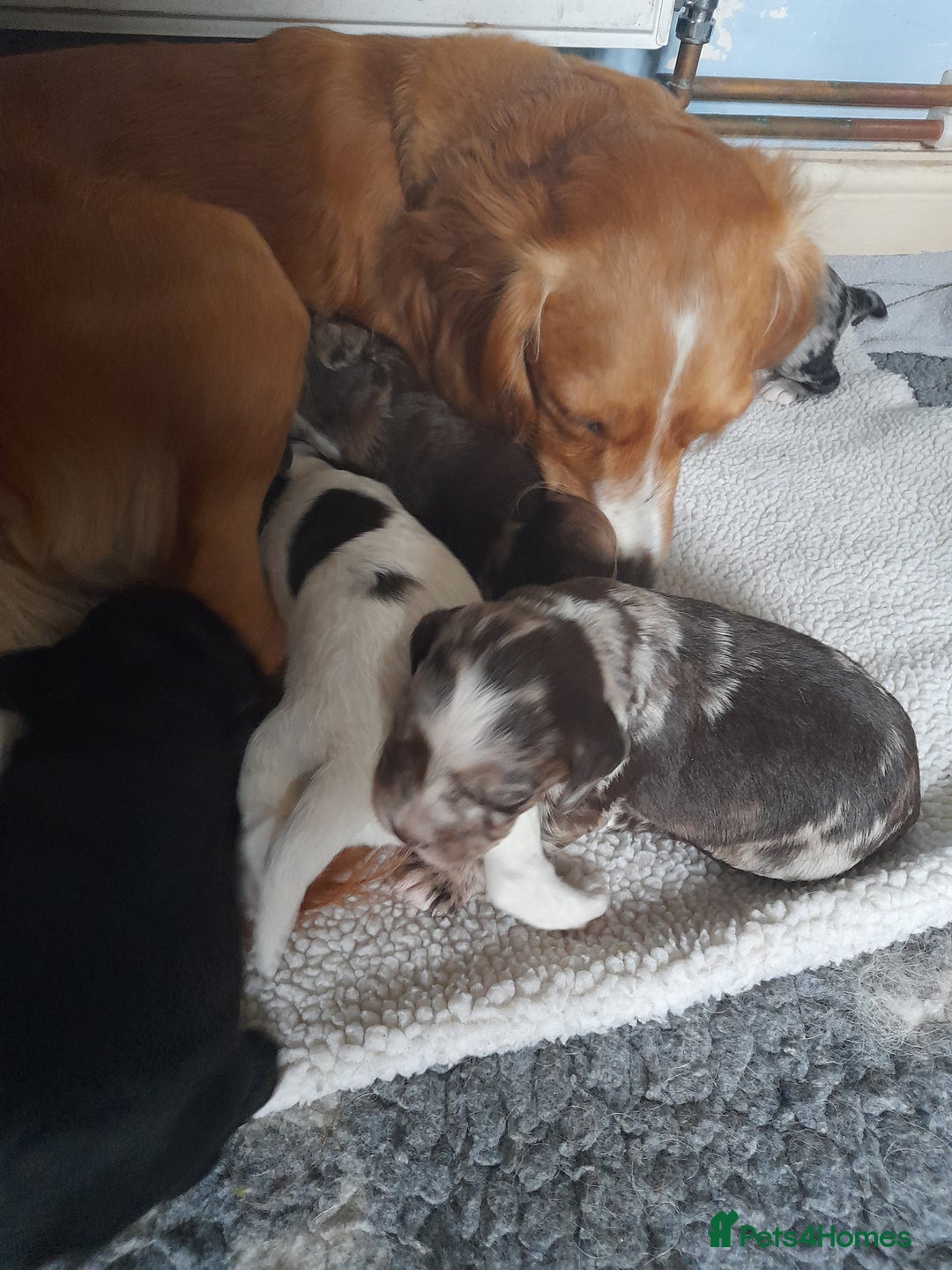 Sprocker dogs for sale: Gorgeous Merle Sprockers.  - Image 11