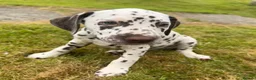 Dalmatian dogs for sale: Dalmatian puppies  - Advert 6