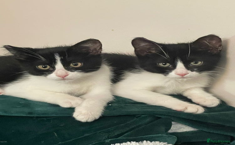 Mixed Breed cats - Advert 2
