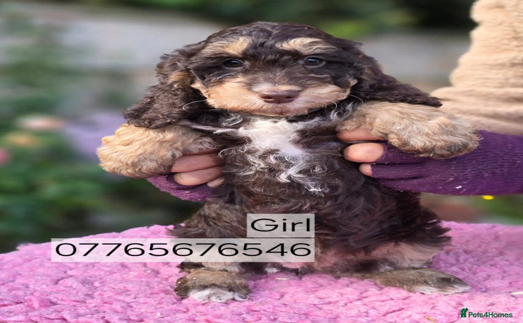 Cockapoo dogs - Advert 12