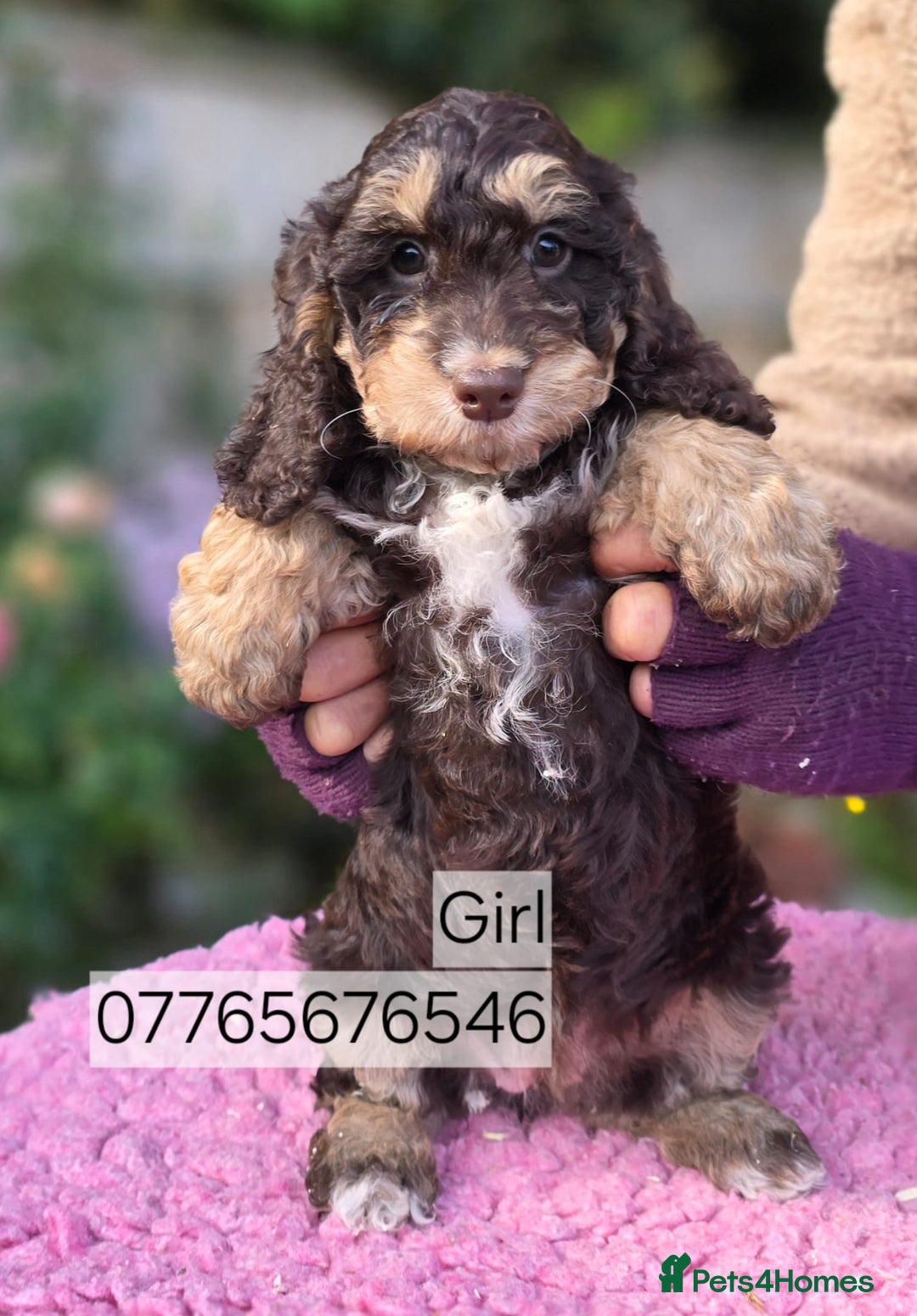 Cockapoo dogs for sale: Beautiful Phantom Girl Cockapoo Domestic Licence - Image 1