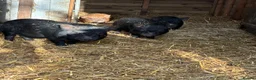 Pig livestock for sale: X4 Juliana mini pigs for sale  - Advert 3