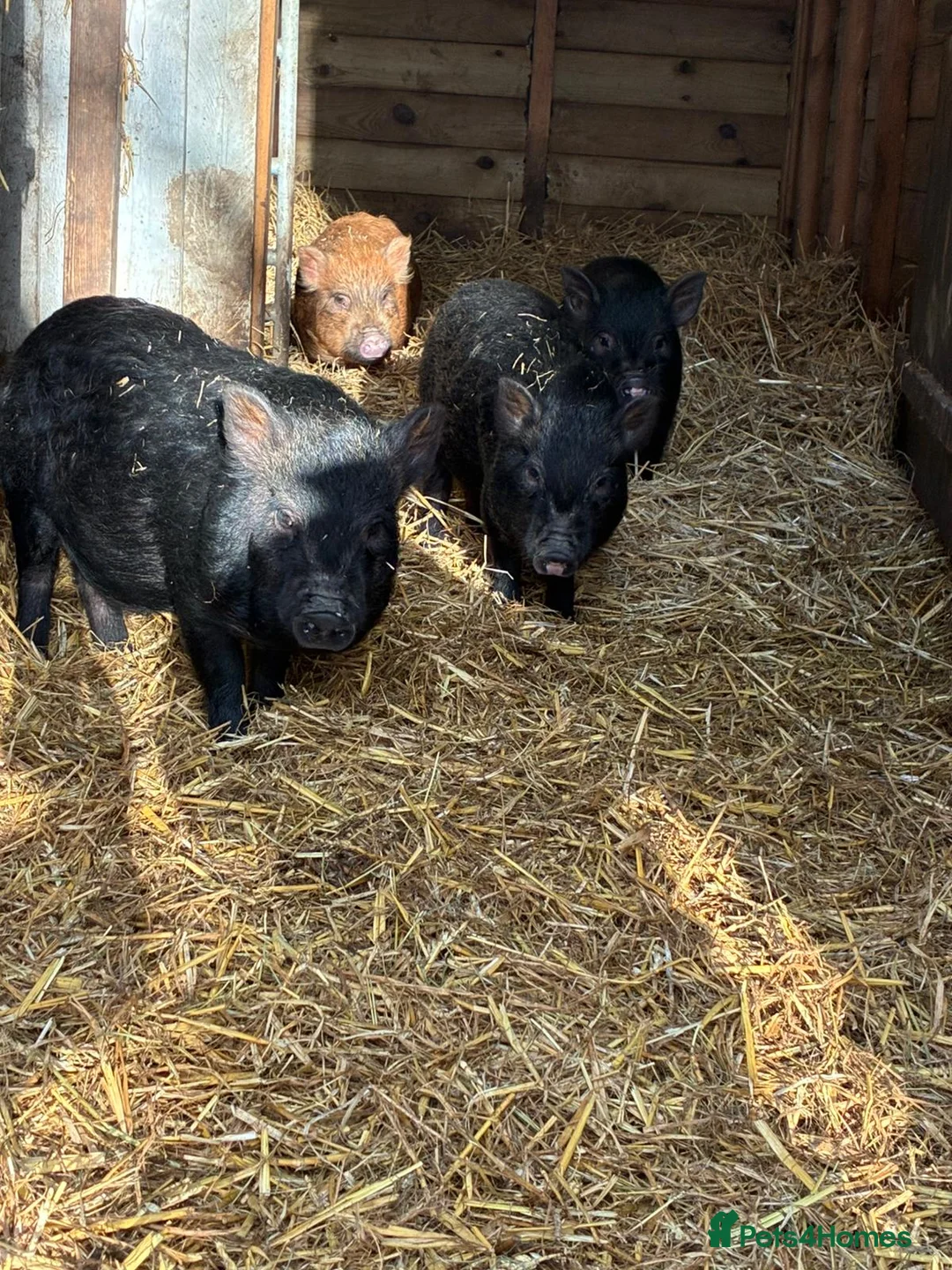 Pig livestock for sale: X4 Juliana mini pigs for sale  - Advert 3