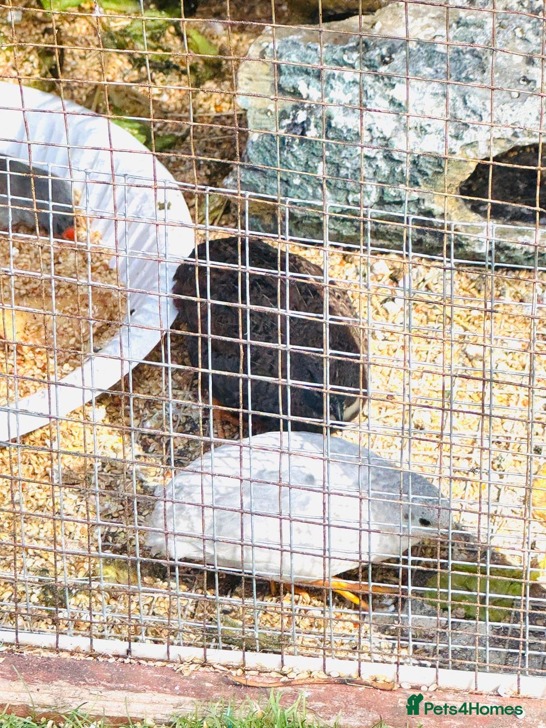 Budgerigars birds for sale: Budgie - Image 3