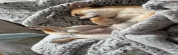 Chihuahua dogs for sale: Hi my name is Caspian - Advert 13