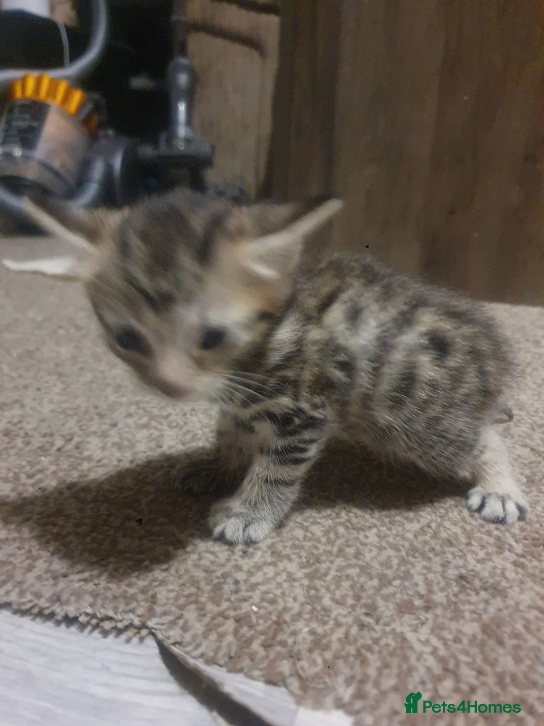 Bengal cats for sale: Bengal tabby  in Reading - Advert 1