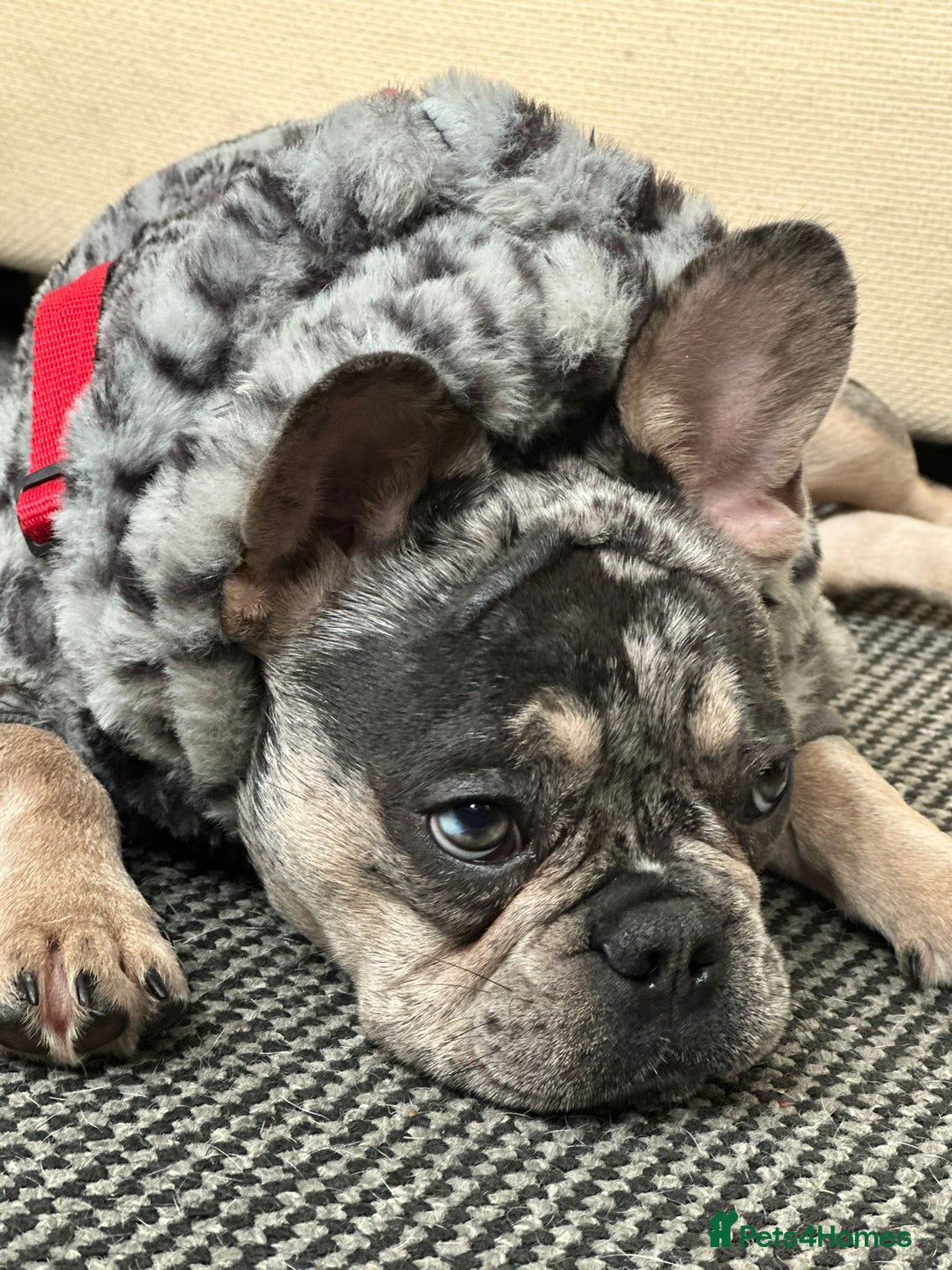 French Bulldog dogs for stud: Biscuit the KC REGISTERED French Bulldog Stud 💙🐶 - Advert 14