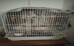 Budgerigars birds for sale: Male budgie and cage  - Image 3