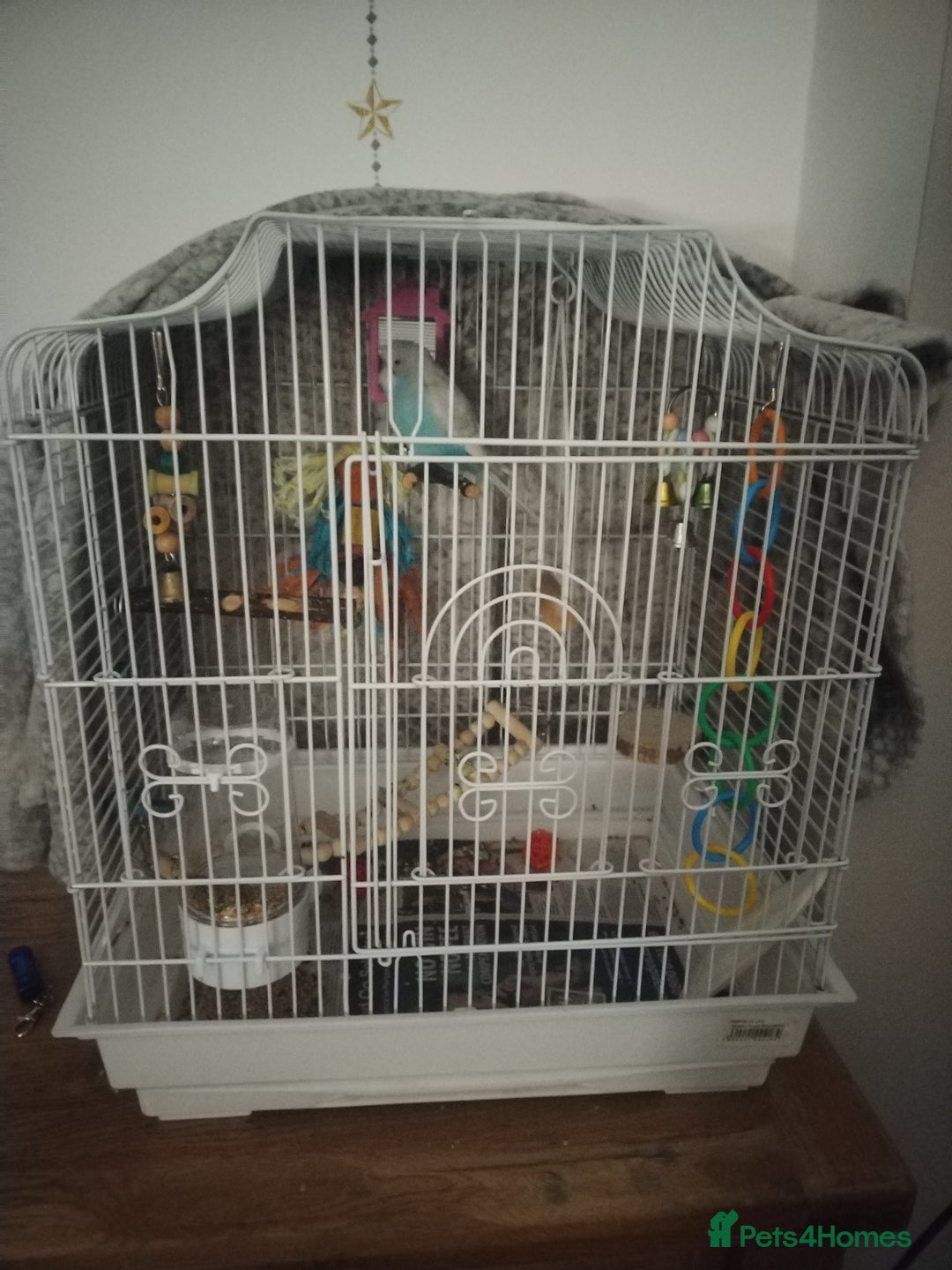 Budgerigars birds for sale: Male budgie and cage  - Image 3