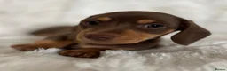 Miniature Dachshund dogs for sale: Miniature Dacshund’s  - Advert 4