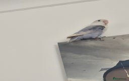 Lovebirds birds for sale: For sale - Image 6