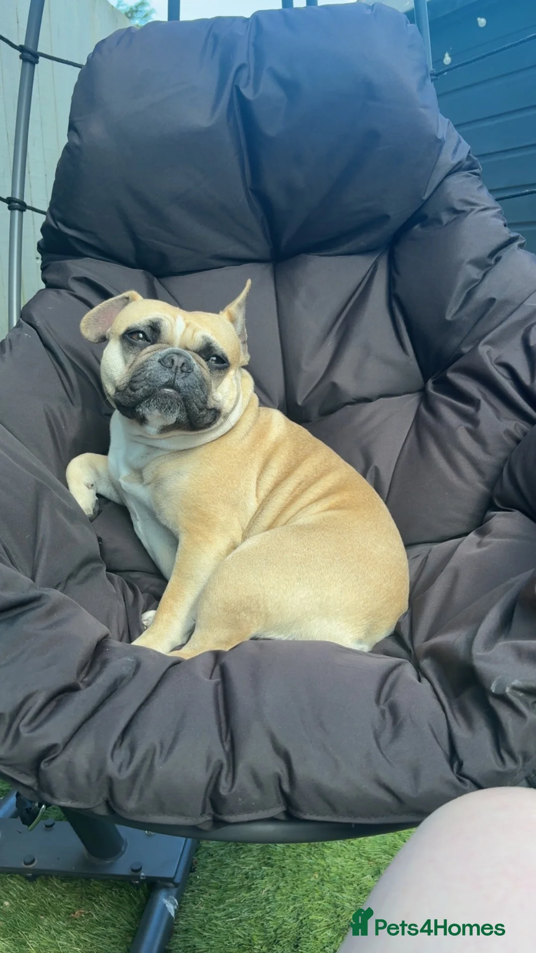Mixed Breed dogs for sale: Beautiful boy🐾 - Advert 2