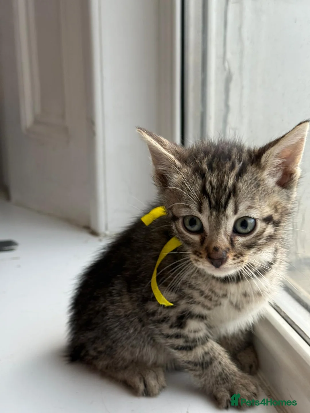 Bengal cats for sale: Mixed Bengal Breed  - Advert 29