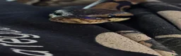 Python Snake reptiles for sale: Royal Python Brian, looking for a new home - Advert 5