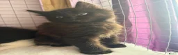 Ragdoll cats for sale: Ragdoll Cross long coated kittens - Advert 5