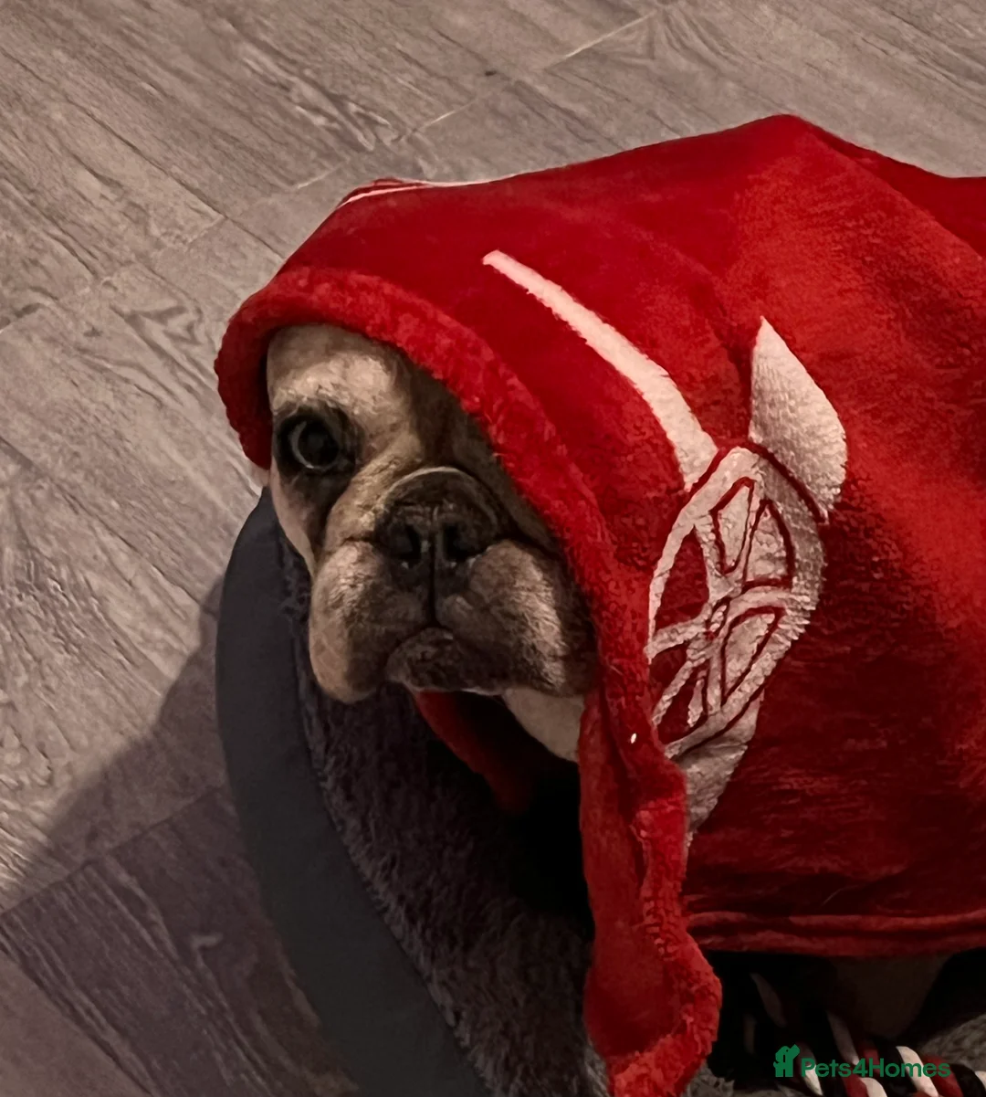 French Bulldog dogs for sale: Pablo - Advert 4