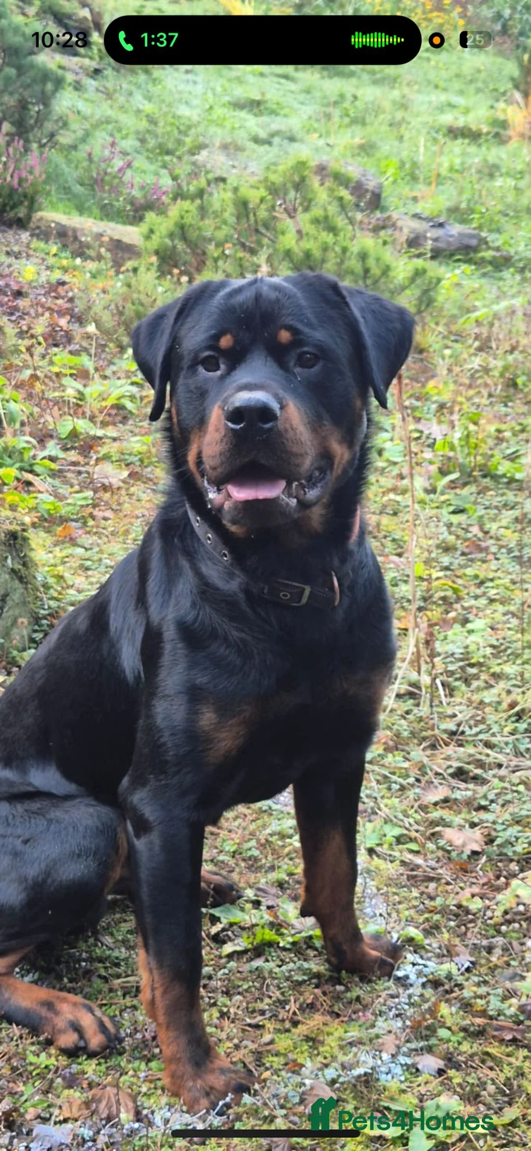 Rottweiler dogs for sale: Rottweiler male pup 10 weeks - Advert 6