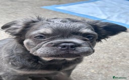 French Bulldog dogs for sale: Quality 5star🌟full visual fluffy French bulldogs  - Image 35