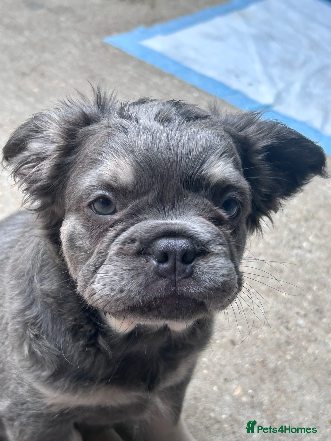 French Bulldog dogs for sale: Quality 5star🌟full visual fluffy French bulldogs  - Image 35
