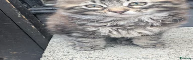 Mixed Breed Kitten 1